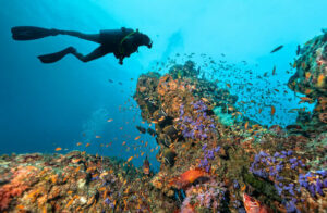 How much is scuba diving – the cost of scuba diving